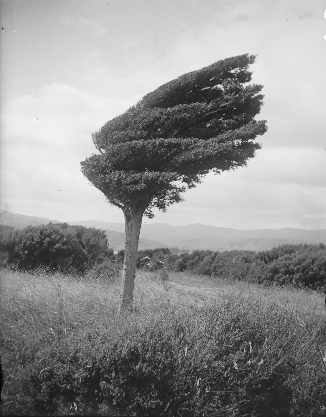 Piccolo albero di totara sul crinale sopra Long Point